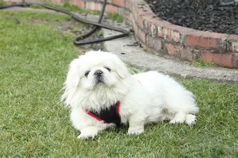 A Straight Guy's Guide to Basic Bekinese .